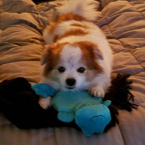 Meet your Posher, Shava