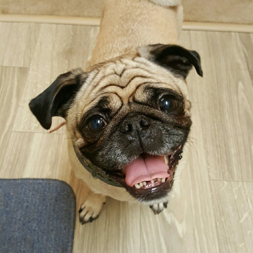 Meet your Posher, Lola