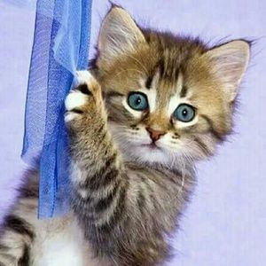 Meet your Posher, Ibrahim