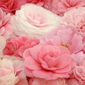 Meet your Posher, Simone