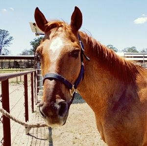 Meet your Posher, Elizabeth