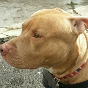 Meet your Posher, Scotty