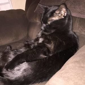 Meet your Posher, Georgeinea