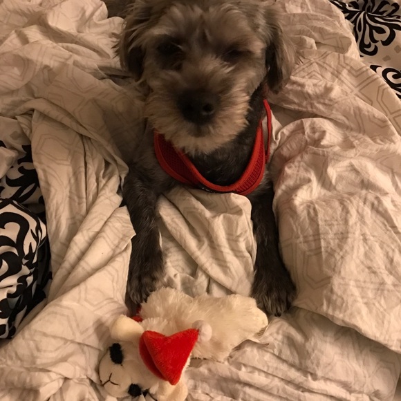 Meet Your Posher, Maya! - Picture 2 of 3