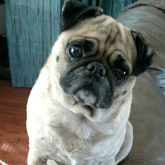 Meet your Posher, Tracy