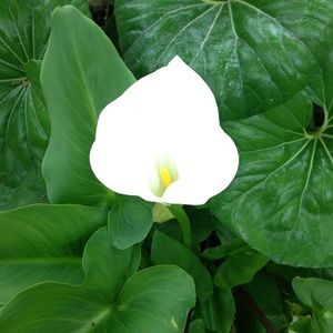 Meet your Posher, Paula