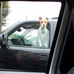 Meet your Posher, Cody