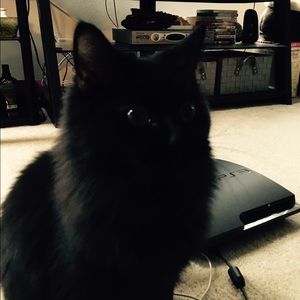 Meet your Posher, Lina