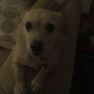 Meet your Posher, Pamela