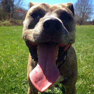 Meet your Posher, Alex