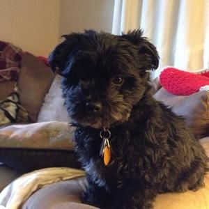 Meet your Posher, Dawn