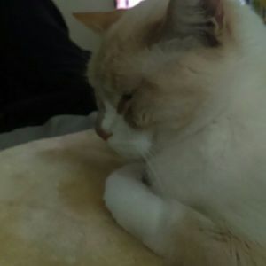 Meet your Posher, Lori