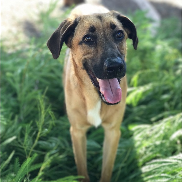 Meet your Posher, Danielle - Picture 4 of 5