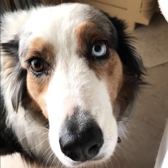 Meet your Posher, Brandon - Picture 1 of 1