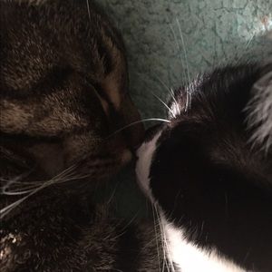 Meet your Posher, Trinity