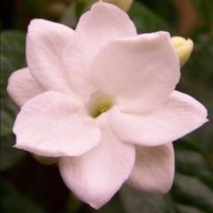 Meet your Posher, Linda