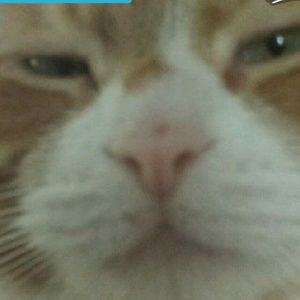 Meet your Posher, Renee