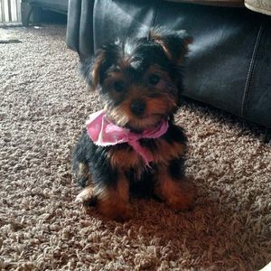 Meet your Posher, Amber