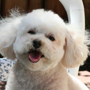 Meet your Posher, Akiko