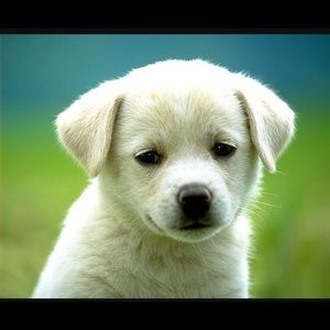 Meet your Posher, Leela