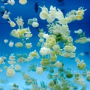 Meet your Posher, Alycia