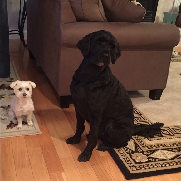 Meet my pups! 🐾🐾 - Picture 2 of 4