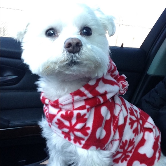 Meet my pups! 🐾🐾 - Picture 3 of 4