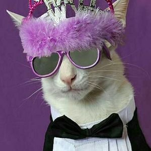 Meet your Posher, Frankee