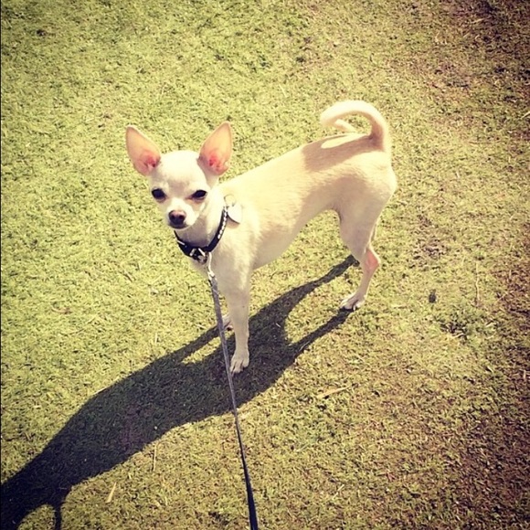 Meet your Posher, Audrey - Picture 2 of 3