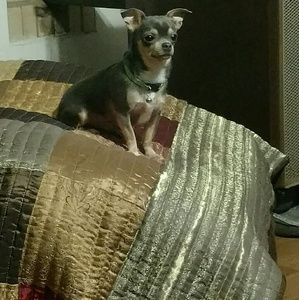 Meet your Posher, Priscilla