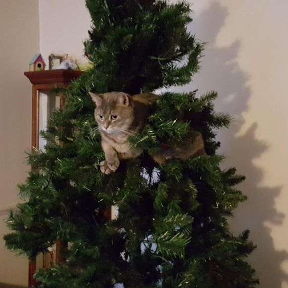 Meet your Posher, Laura - Picture 7 of 8