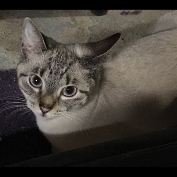 Meet your Posher, Laura - Picture 6 of 8