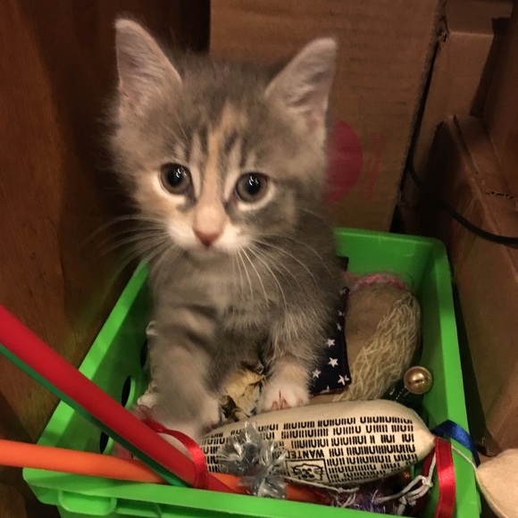 Meet your Posher, Laura - Picture 5 of 8