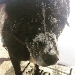 Meet your Posher, Abigail