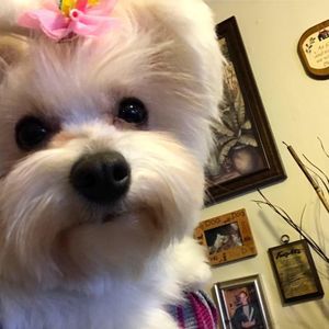 Meet your Posher, Pam