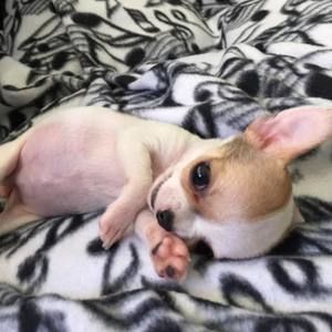 Meet your Posher, Donna lawson