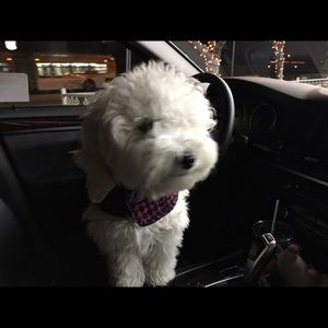 Meet your Posher, Candice