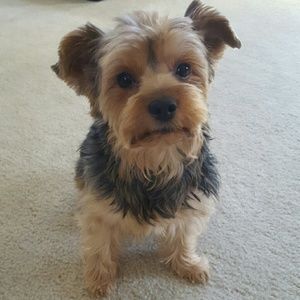 Meet your Posher, Regina