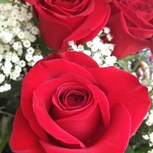 Meet your Posher, Rosa