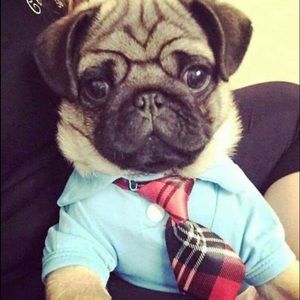 Meet your Posher, Jay