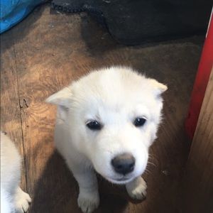 Meet your Posher, Thomas