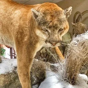 Meet your Posher, Helen