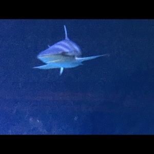 Meet your Posher, Henry