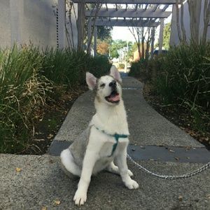 Meet your Posher, Gissel