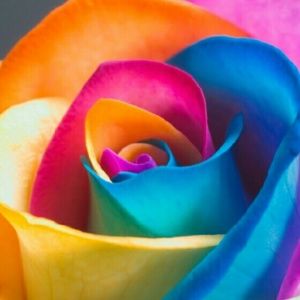 Meet your Posher, Sierra