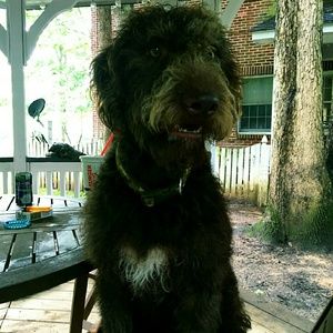 Meet your Posher, Susan