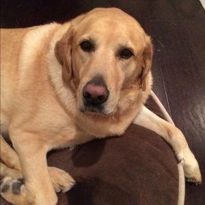 Meet your Posher, Lynne