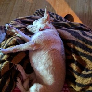 Meet your Posher, Amanda