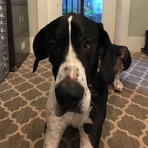 Meet your Posher, Jackie