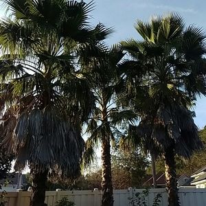 Meet your Posher, Trisha